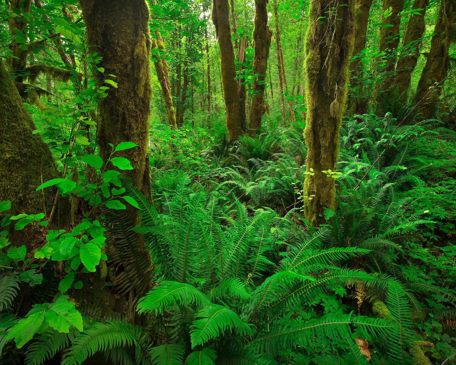 Beautiful Temperate Rainforest Scene In Oregon Pacific Etsy