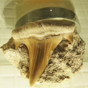 Natural Fossil Sharks Tooth Otodus obliquus Eocene 35 Million Years Old Morocco Chile