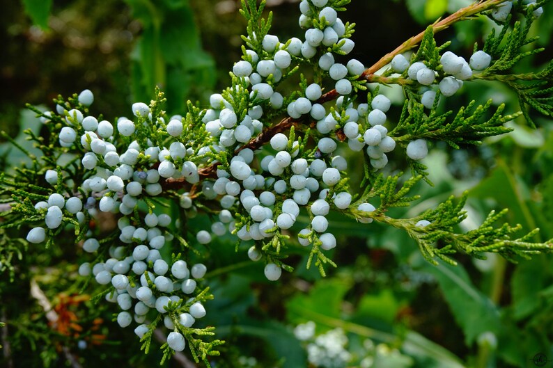 Juniper Branches With Berries Etsy