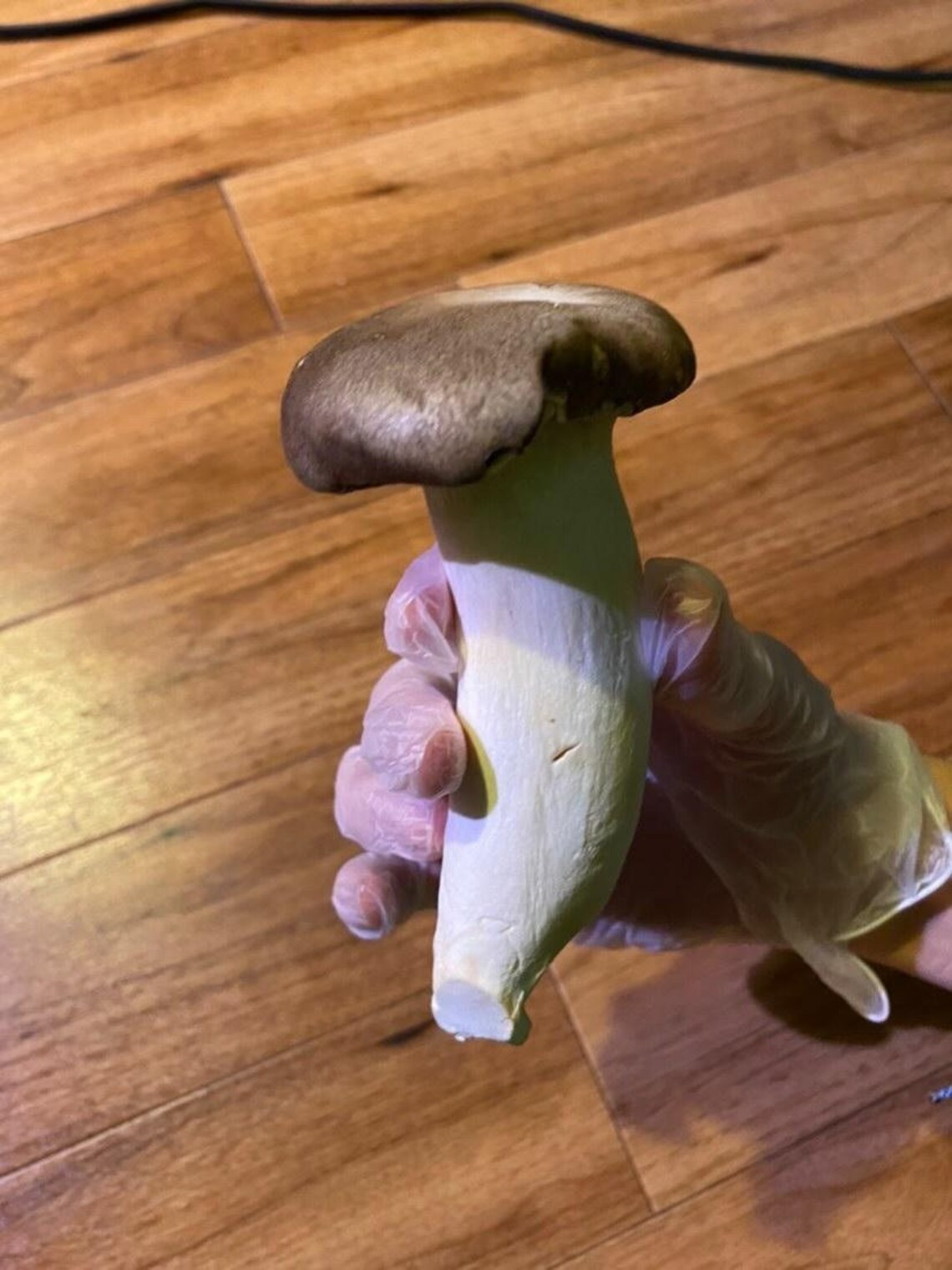 King Trumpet DRIED Mushroom pleurotus Eryngii 1 Oz Dried Etsy