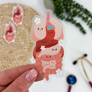 Pegatina de órganos internos, pegatina de anatomía linda, pegatina de órganos anatómicos, pegatina de enfermera, pegatina de anatomía médica, pegatina impermeable
