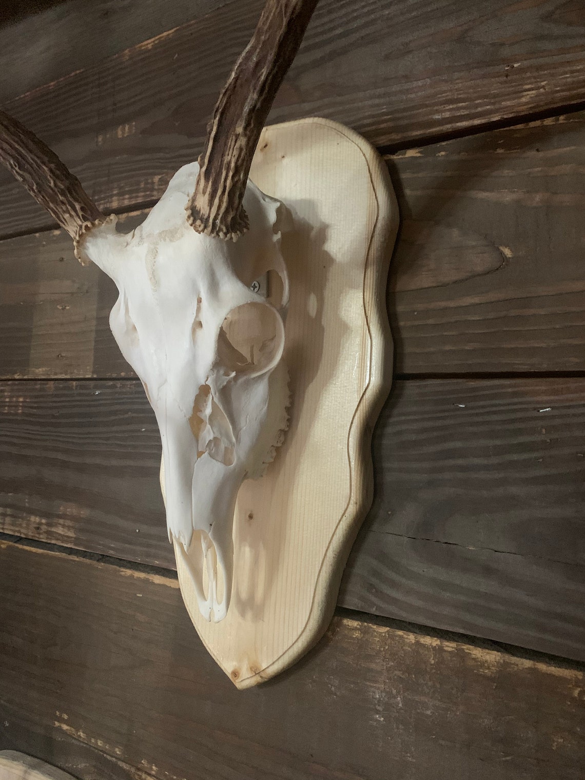 Deer European skull mount plaque Etsy
