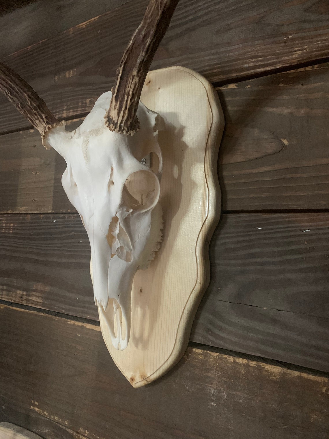 deer-european-skull-mount-plaque-etsy