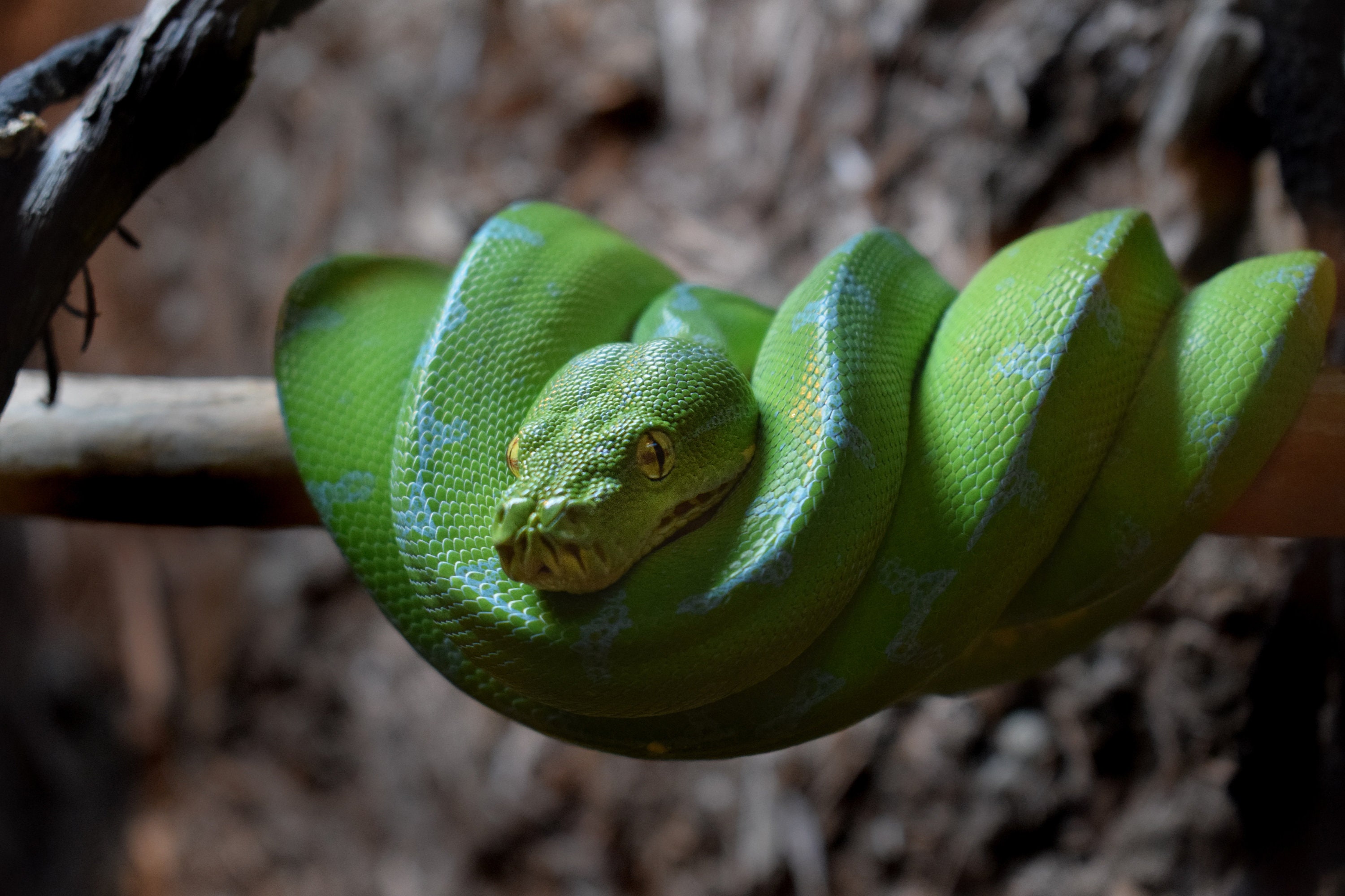 Resting Green Ball Python Etsy