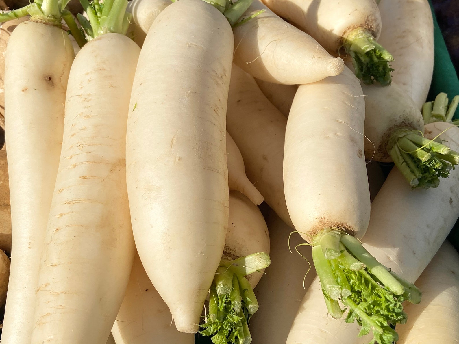 100 Chinese Turnip White Radish Seeds-Choose Packet VC14 | Etsy