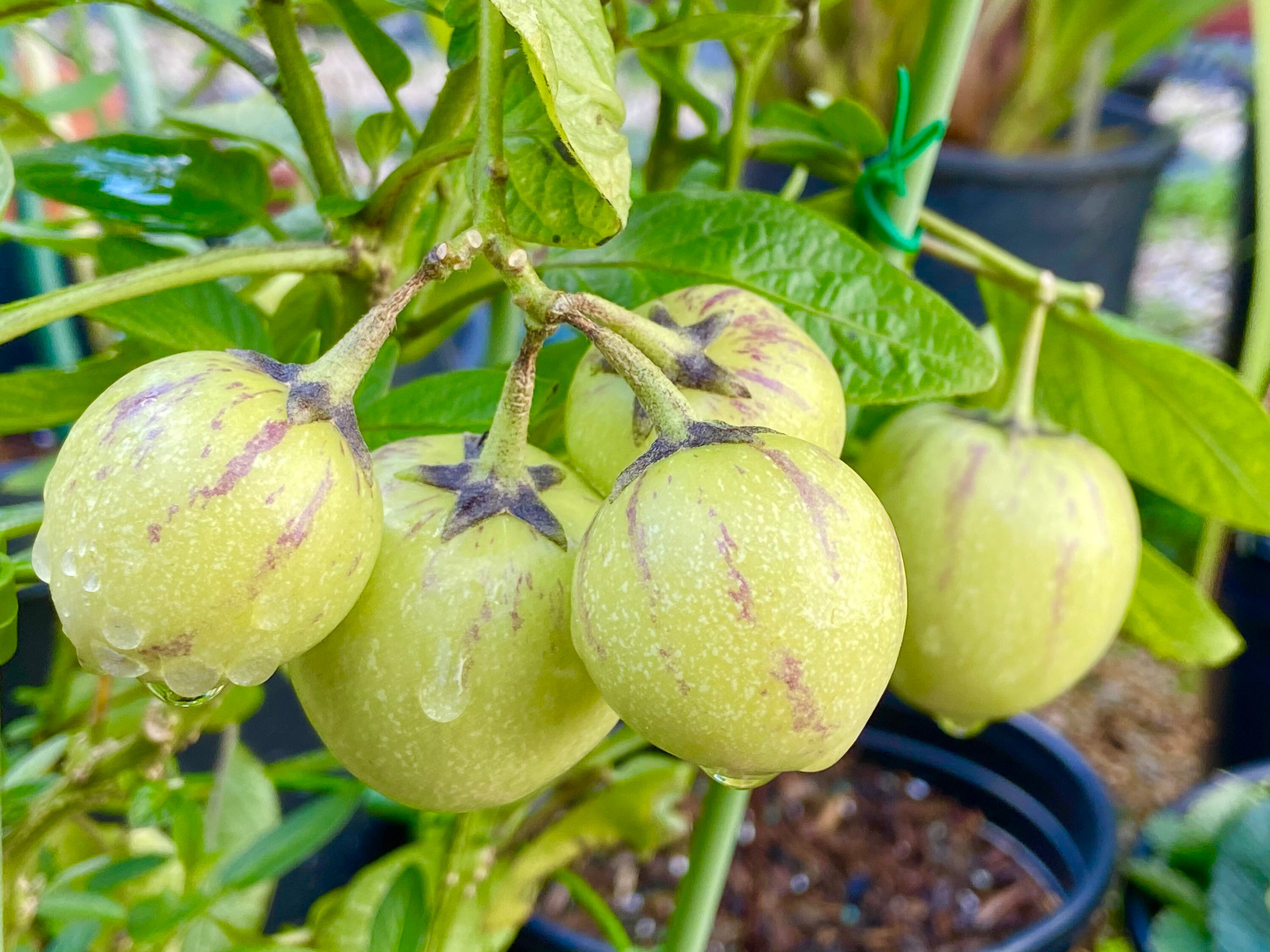 Pepino Melon Fruit Plant Rooted Live plantsPP02 Etsy