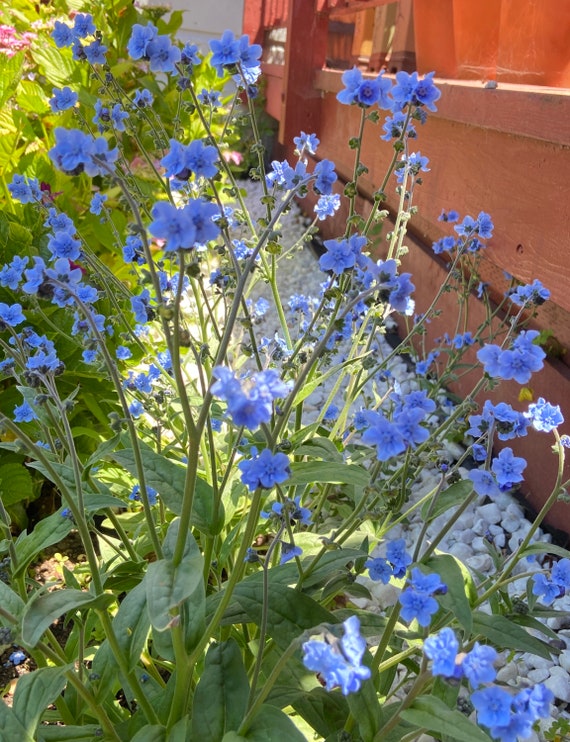 25 Chinese Cynoglossum Amiable Blue Flower Etsy