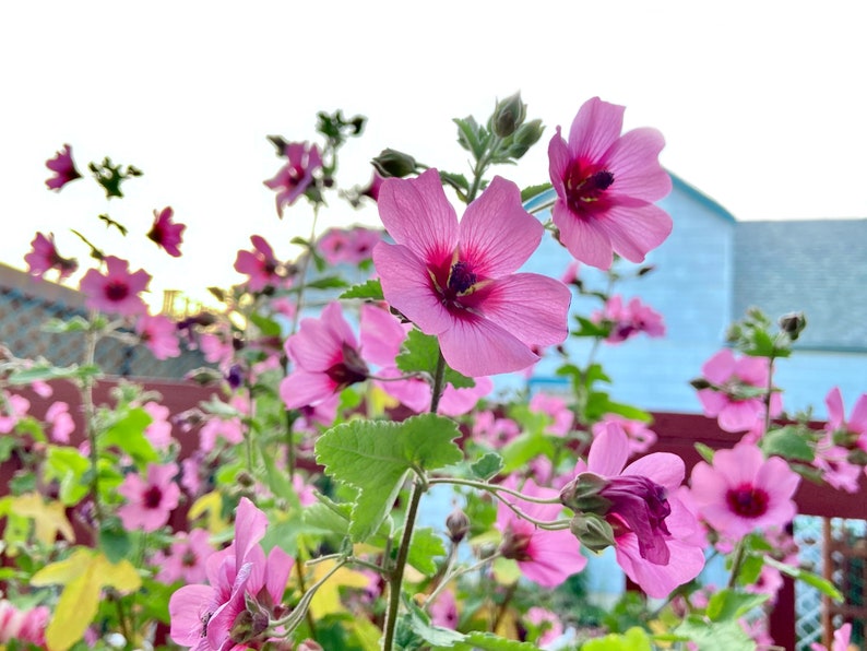 Anisodontea sp. Strybing Beauty Rooted Live plantPA02 Etsy