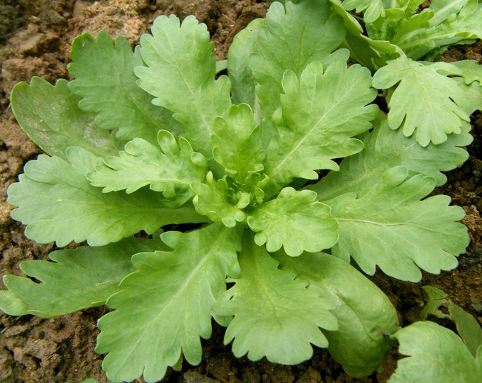 300 Big Leaf Garland Chrysanthemums Seeds, Tong Ho Seedsvc16 Etsy