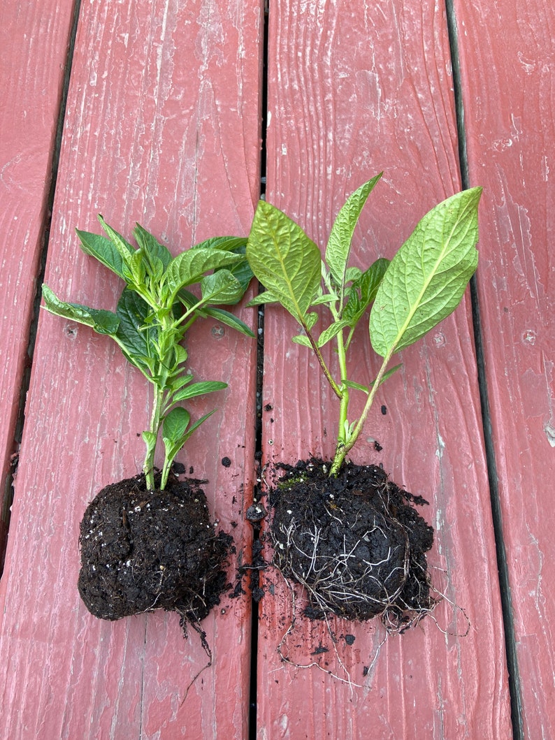 Two small pepino melon plants with soil on their roots