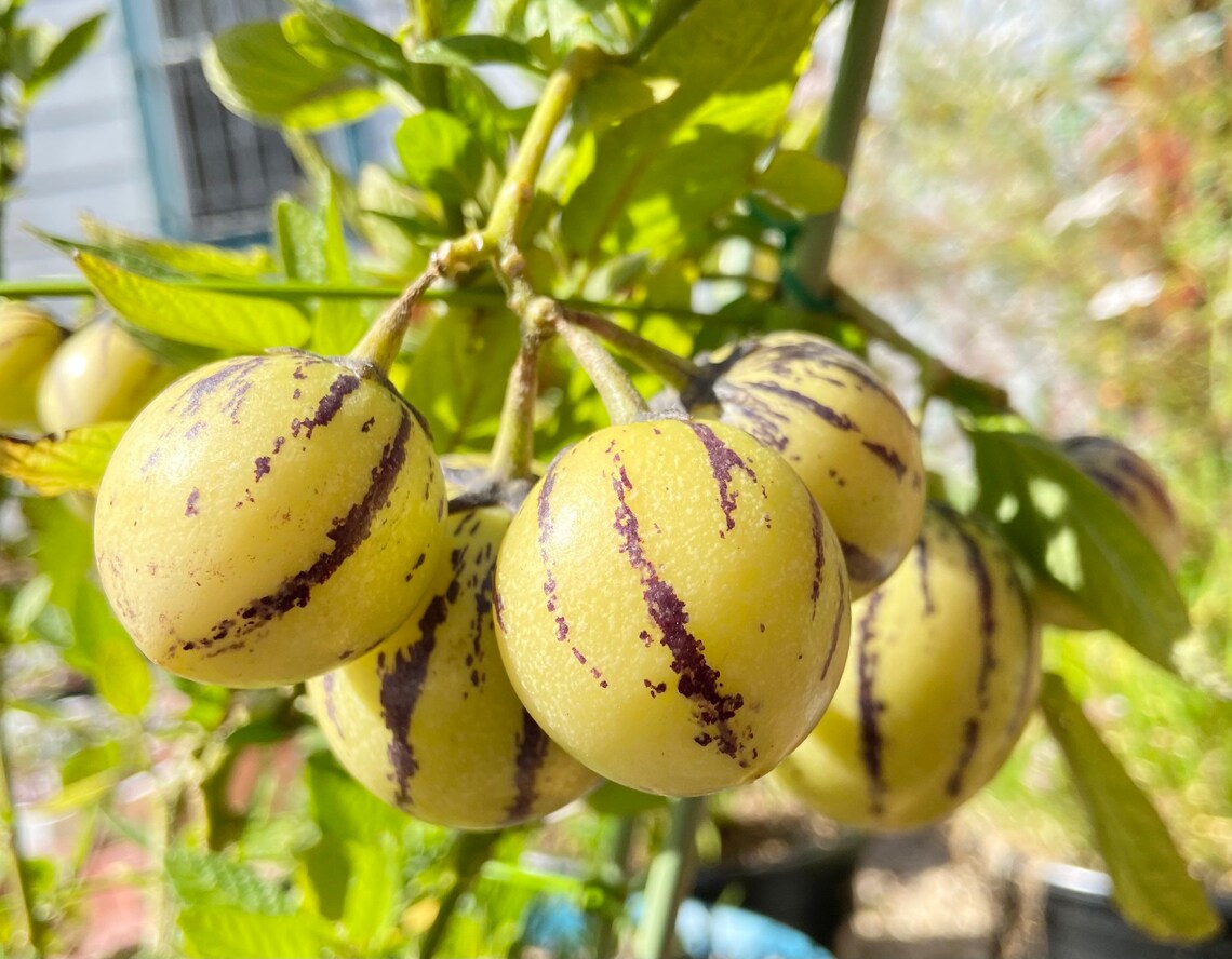 Pepino Melon Fruit Plant Rooted Live plantsPP02 Etsy