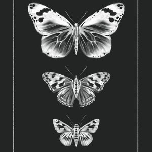 Butterfly Postcard // Insects // Moths, Butterflies, Anatomy, Illustration, Spring, Postcards, Greeting Cards, Cards, Art Print image 4