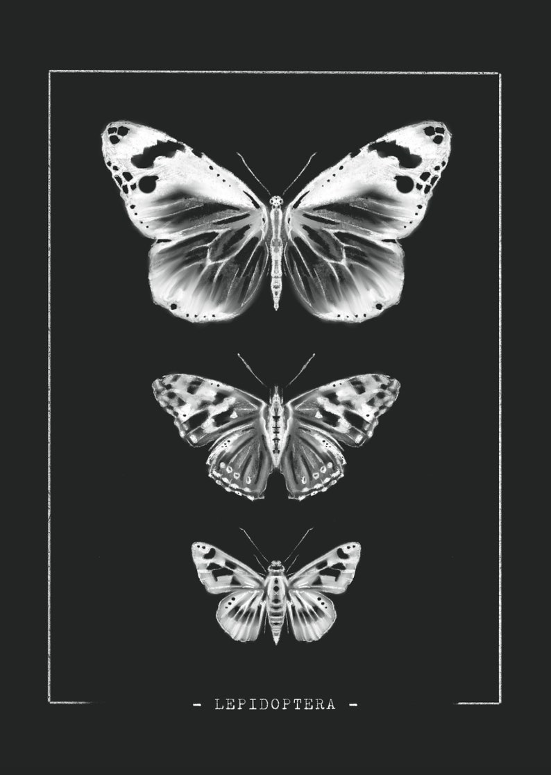 Butterfly Postcard // Insects // Moths, Butterflies, Anatomy, Illustration, Spring, Postcards, Greeting Cards, Cards, Art Print image 4