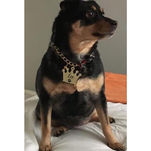 Gold Dog Choke Chain Jewelry for Dogs Chains for Pets Bone 