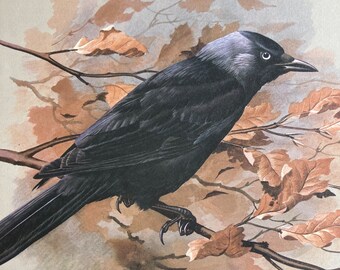 Lámina vintage de grajilla - Ex libris original de 1965 - Regalo para amantes de las aves