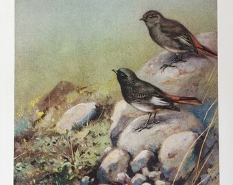 Vintage Black redstart Print Wall Art