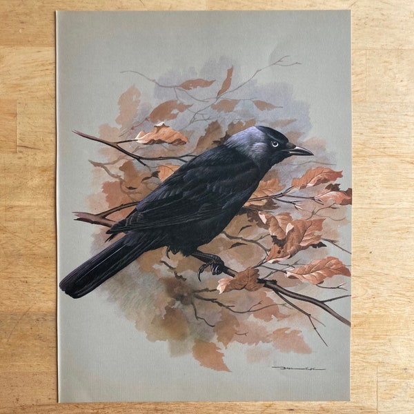 Vintage Jackdaw Print - Original 1965 Book Page - Bird Lover Gift