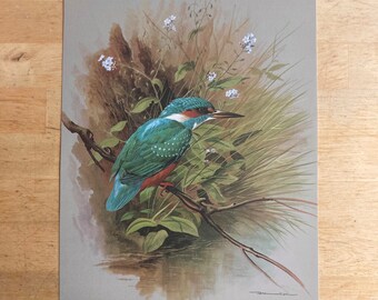 Kingfisher Vintage Bird Print - Original 1965 Book Page - Nature Lover Gift