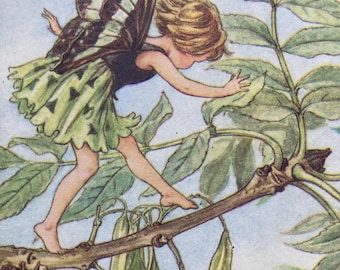 The Ash Tree Fairy, Original 1940s Flower Fairies Print, Vintage Children's Book Plate Illustration