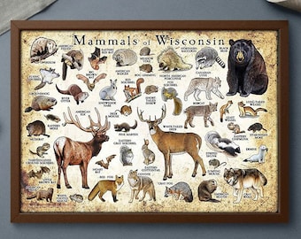 洋書 CLASSIC NATURAL HISTORY PRINTS MAMMALS 洋書 CLASSIC NATURAL HISTORY PRINTS MAMMALS 洋書 CLASSIC