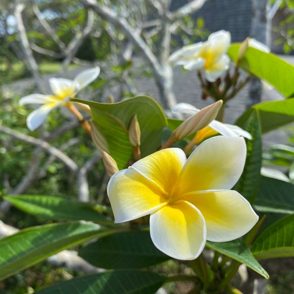 2 Hawaiian plumeria fresh cutting from Hawaii yellow flowers with free shipping