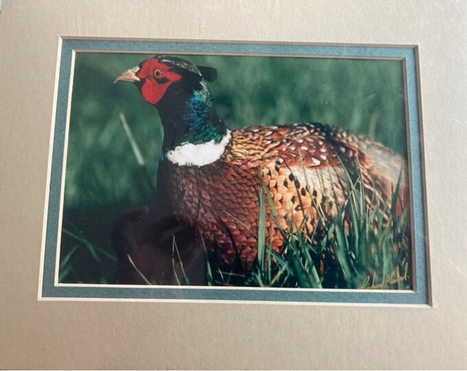 Vintage Matted Photo of Pheasant Rooster