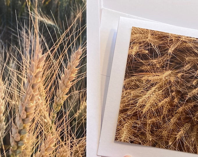 Montana Winter Wheat Blank Greeting Cards Set