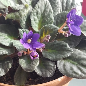 May include: A potted African violet plant with dark green leaves and two purple flowers.