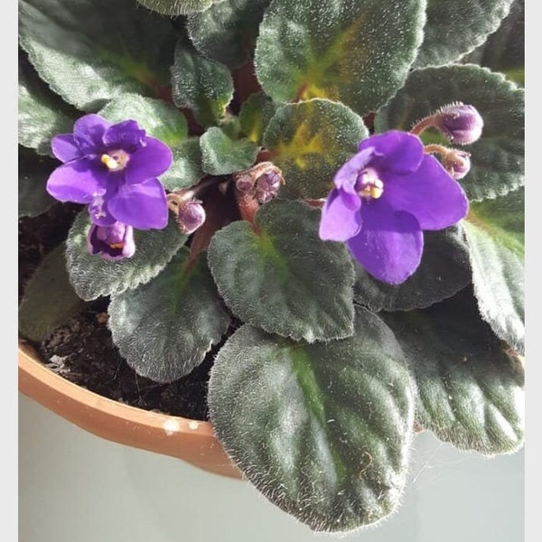 African Violet Plant - Etsy UK