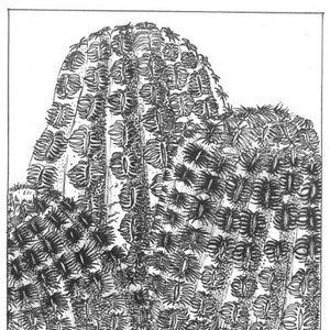 Echinocereus Rigidissimus Rubispinus botanical print