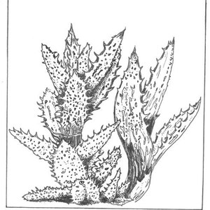 Impresión botánica Aloe Zanzibarica