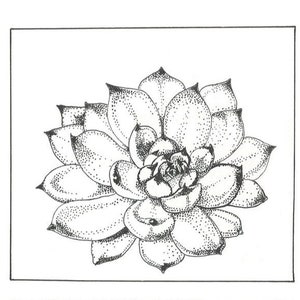 Echevaria Cuspidata botanische print