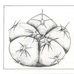 Gymnocalycium Horstii botanische print