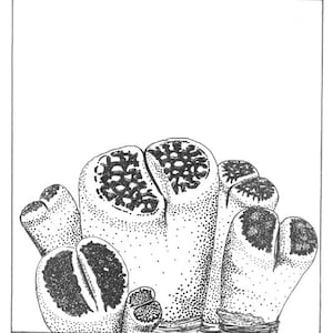 Impresión botánica De Lithops Aucampiae