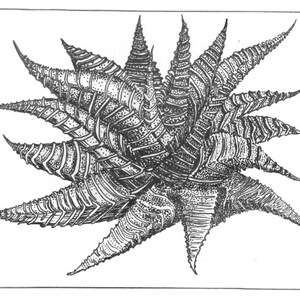 Impresión botánica Haworthia Limifolia