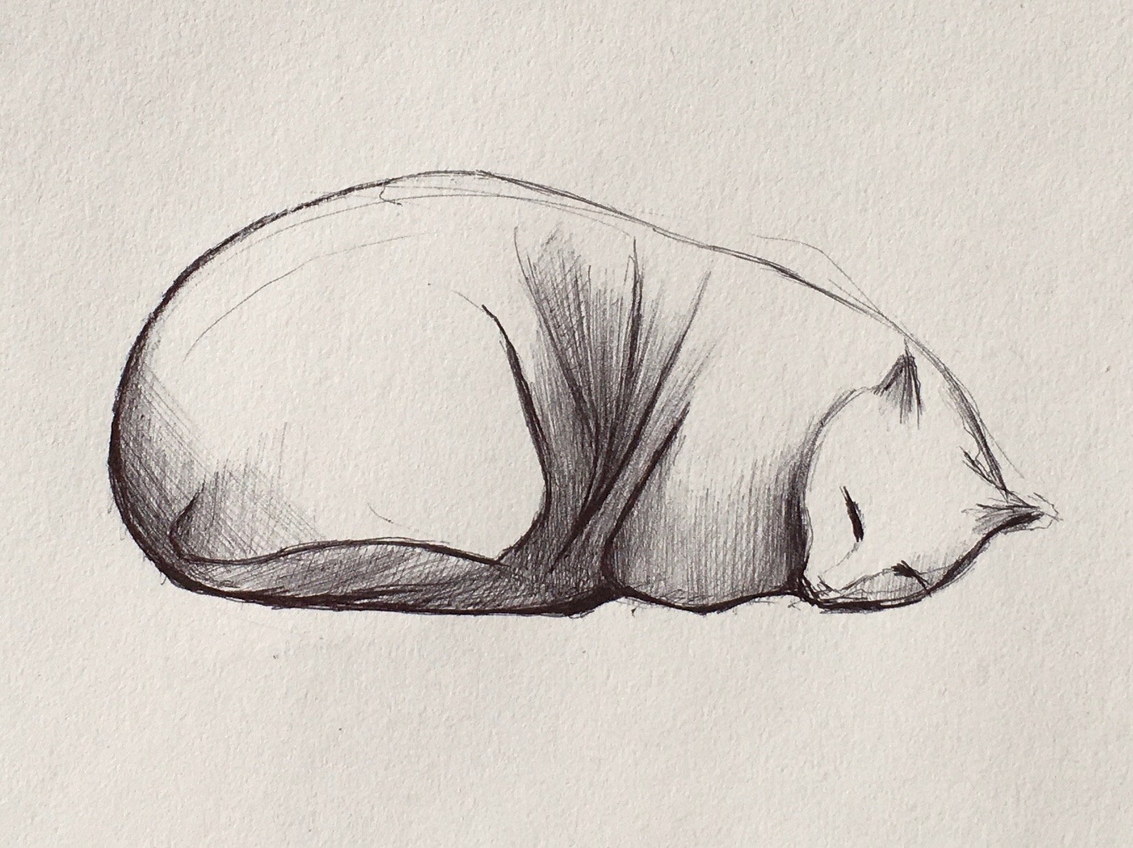 Schlafende Katze Zeichnung | Etsy