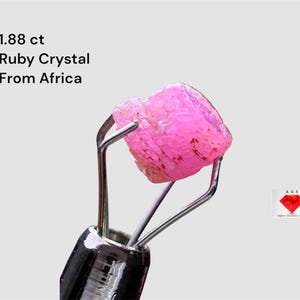 Puede incluir: Un vibrante cristal de rubí rosa de África, sostenido por una herramienta de metal. La imagen incluye texto que indica que el rubí pesa 1,88 ct. El cristal tiene una textura natural rugosa y está sobre un fondo claro.