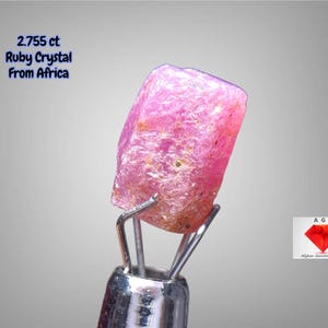 Könnte beinhalten: Ein roher, rosa Rubinkristall aus Afrika, gehalten von einem Metallwerkzeug. Der Text auf dem Bild lautet "2.755 ct Ruby Crystal From Africa". Der Kristall hat eine raue, strukturierte Oberfläche und ist leuchtend rosa.