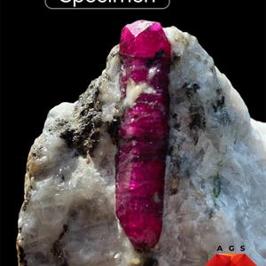 Könnte beinhalten: Ein 519 ct Rubin-Exemplar mit einem tief magentaroten, länglichen Kristall, der in eine raue, weiße und durchscheinende Mineralmatrix eingebettet ist. Der Text 519 ct Ruby Specimen ist oben sichtbar, mit einem AGS-Logo unten rechts.