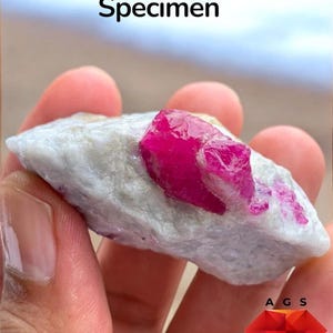 Puede incluir: Un espécimen de rubí de 245 ct con una estructura cristalina de color rojo rosado intenso incrustada en una matriz mineral rugosa de color blanco hueso. El texto 245 ct Ruby Specimen aparece arriba, con un logo A G S y texto abajo.