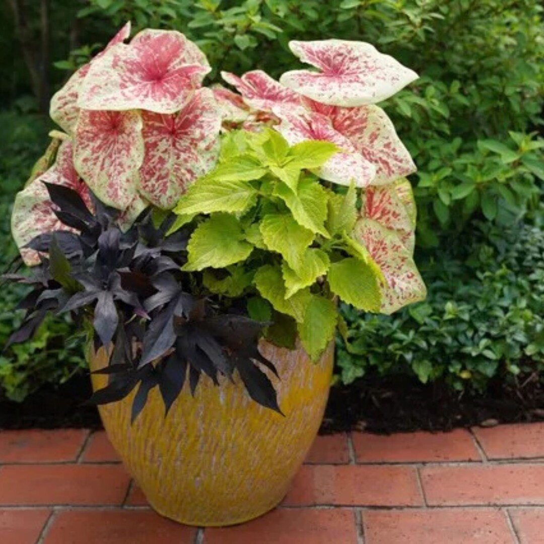 Raspberry Moon Caladium Full Live Plant Free Shipping and Etsy