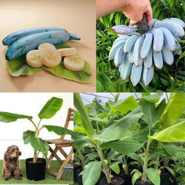 Ice Cream Banana Tree - Etsy