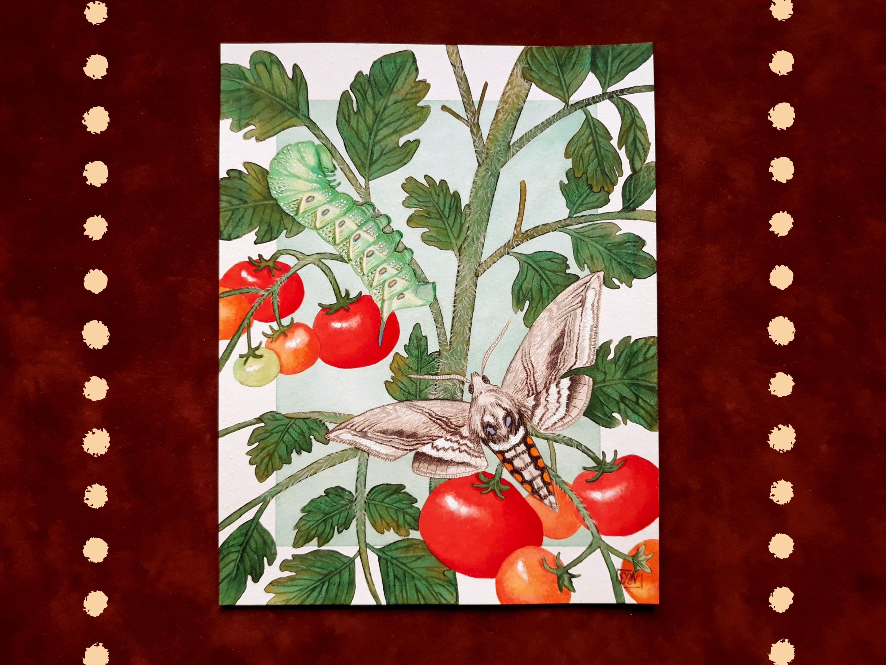 Tomato Hornworm Art Print - Hawk Moth Painting Illustration ...