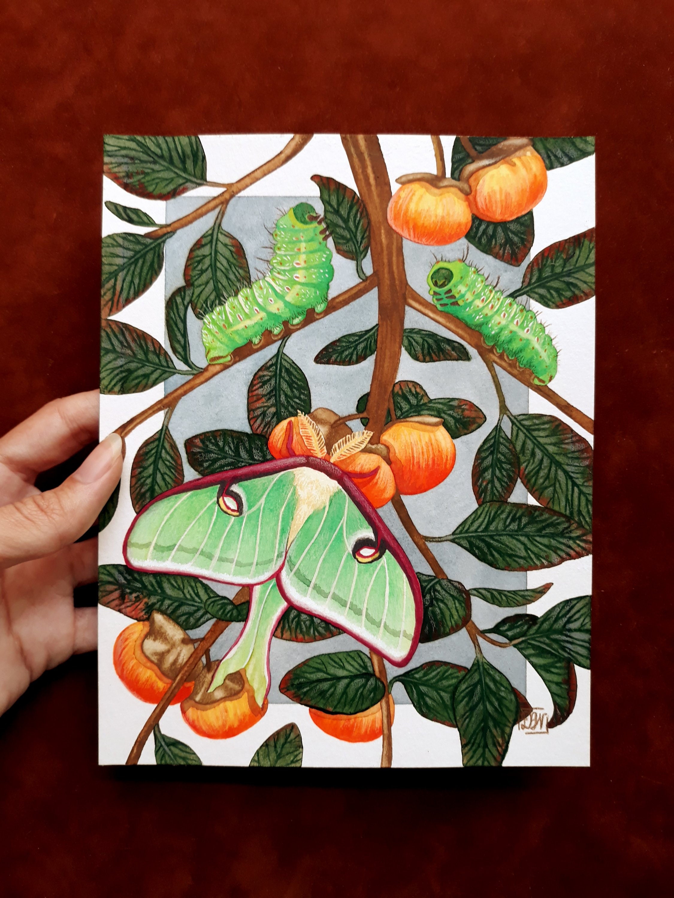 Luna Moth Art Print - Watercolor Painting Illustration - Insect Art ...