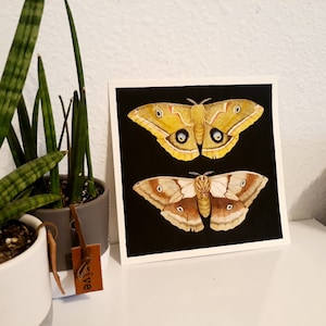 May include: A black and white illustration of two moths on a black background. The top moth is yellow with brown markings and the bottom moth is brown with white markings.