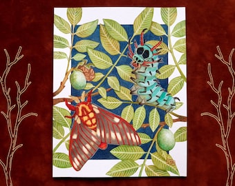 Royal Walnut Moth/Regal Moth Art Print - Watercolor Illustration Painting - Butterflies and moths - Insect Art - Small Nature Wall Decor