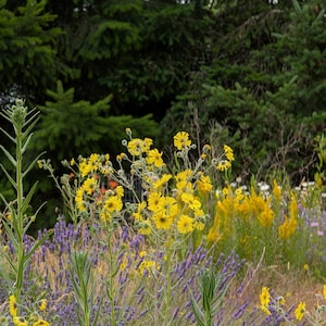 Elegant Tarweed | Madia elegans | PNW Native | Seed Count 100