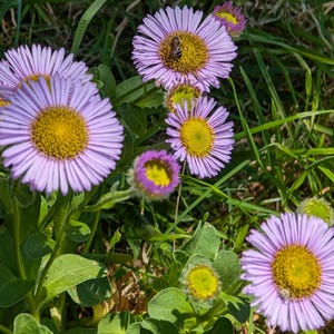 Seaside Daisy | Beach Aster | Erigeron glaucus | 1/8 teaspoon - Roughly 100 seeds