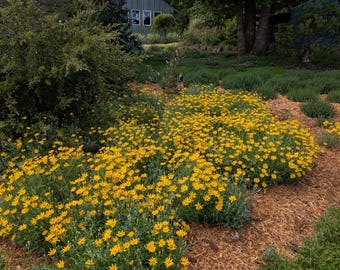 Oregon Sunshine | Woolly sunflower | Eriophyllum lanatum | PNW Native | 1/8 teaspoon - Roughly 200 seeds