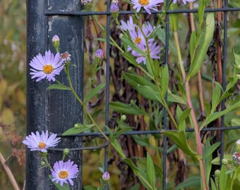 Douglas Aster | Symphyotrichum subspicatum | PNW Native | Seed Count 100